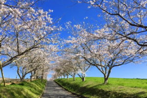 桜咲く田園風景をローカル線が走る！いすみ、勝浦の素敵な田舎道をご紹介