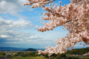 日本最古の寺院「飛鳥寺」や桜の名所など、明日香村の見どころをご紹介します
