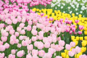 国営昭和記念公園で季節の花々を楽しもう！歩き疲れたら癒しの動物スポットへ♪